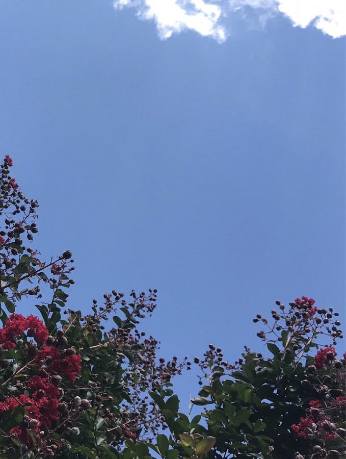 The stolen breath of a rose