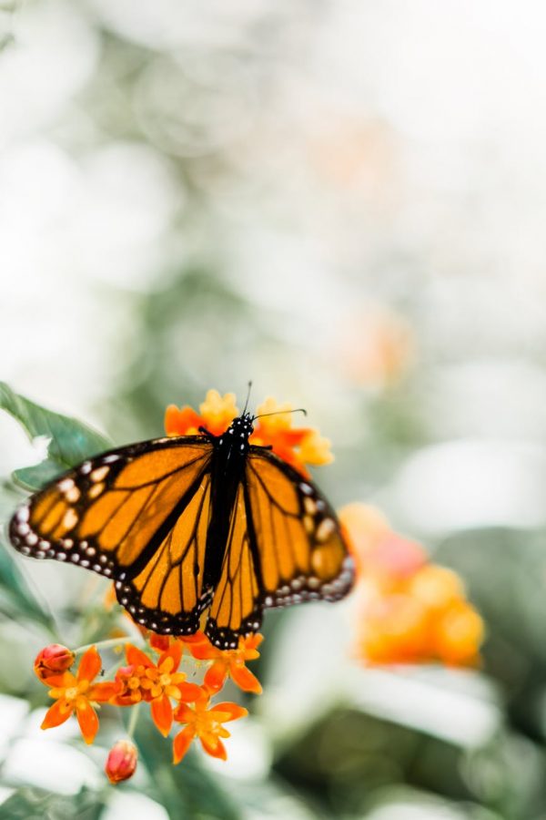 The butterfly part three