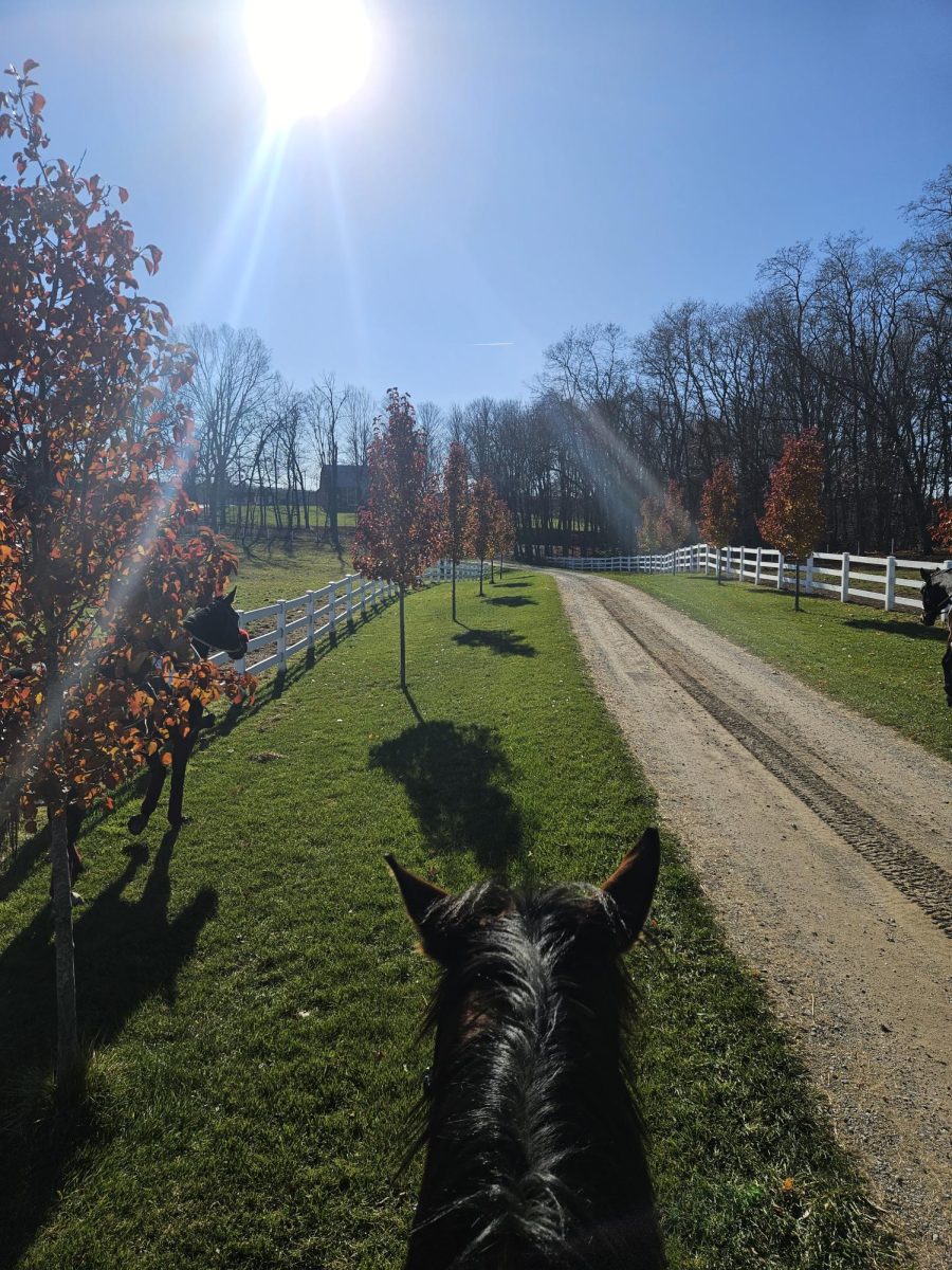 A sunny November day—I never expect one, but I always hope.
